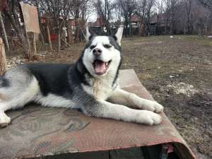 VAND mascul husky siberian foarte frumos