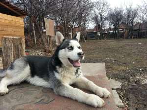 VAND mascul husky siberian foarte frumos