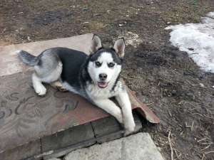 VAND mascul husky siberian foarte frumos