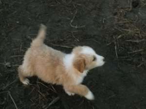 vand pui de golden retriver