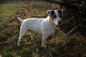 JACK RUSSEL TERRIER PT MONTA