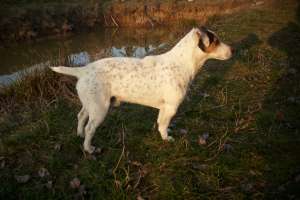 JACK RUSSEL TERRIER PT MONTA