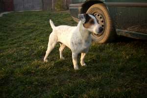 JACK RUSSEL TERRIER PT MONTA