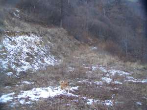 Vanzare Terenuri Valea Sebesului (Transalpina)