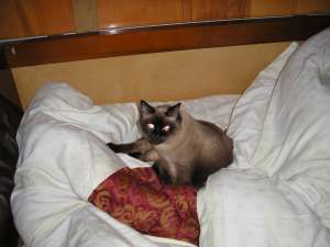 Dau cadou 2 pisici birmaneze