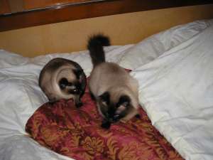 Dau cadou 2 pisici birmaneze