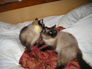Dau cadou 2 pisici birmaneze