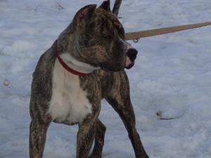 vand amstaff