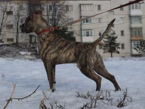 vand amstaff