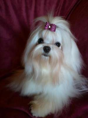 Pui de vanzare rasa pura bichon,  westie