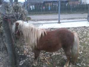 Armasar sergaci