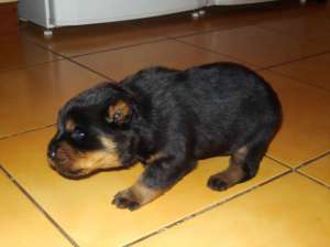 Vand pui ROTTWEILER