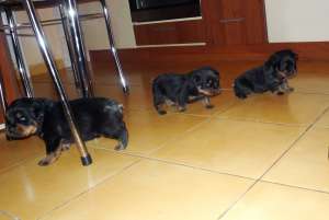 Vand pui ROTTWEILER