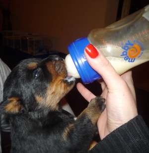 Vand pui ROTTWEILER
