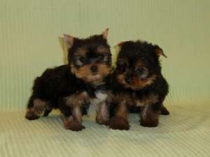 PUI DE YORKSHIRE TERRIER CU SI FARA PEDIGREE