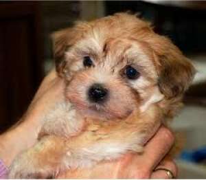 vand bichon