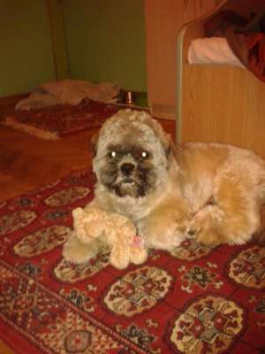 Ofer mascul shih-tzu pentru monta