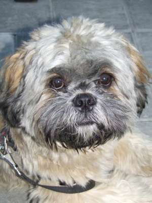Ofer mascul shih-tzu pentru monta