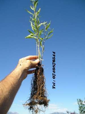 G O J I seminte si plante