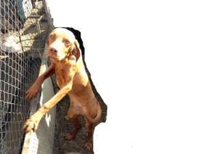 CAINI VISLA MAGHIARI
