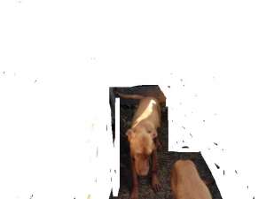 CAINI VISLA MAGHIARI