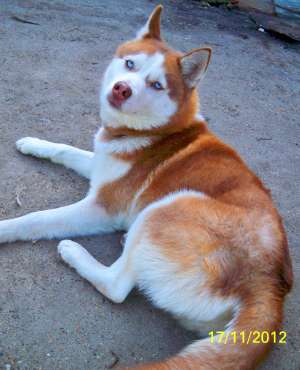 Femela Husky pentru monta