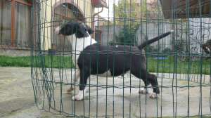 Bullterrieri albi si negrii