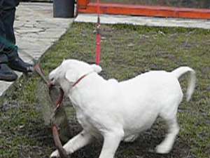 Bullterrieri albi si negrii