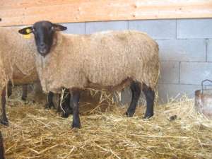 Vand oi de rasa suffolk