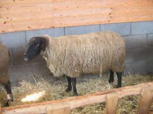 Vand oi de rasa suffolk