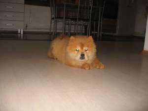 PUI CHOW CHOW ROSCATI SI NEGRI SI ALBI