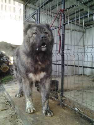 ciobanesccaucazian