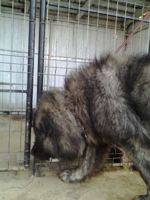 ciobanesccaucazian