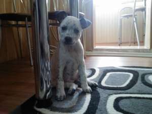 CATELUSA PITBUL ID : mary_18_miov