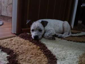CATELUSA PITBUL ID : mary_18_miov