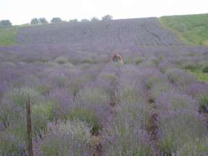 vand butasi lavanda