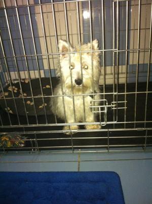 pensiune canina ieftin constanta