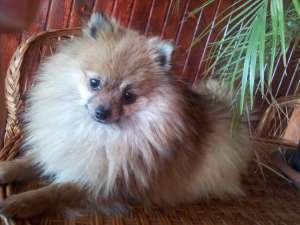 Catelusi Pomeranieni superbi ALBI