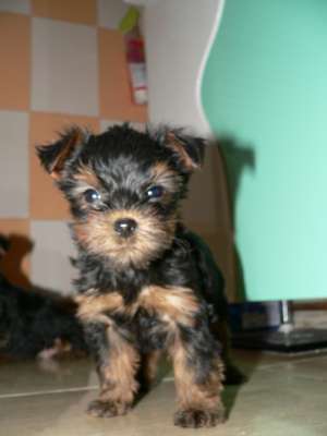 yorkshire terrier
