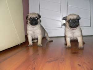 mops