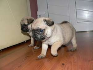 mops