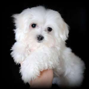bichon maltese