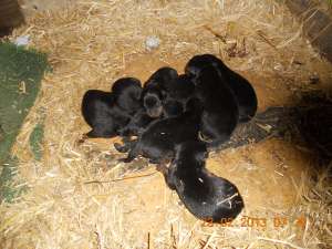 Puii rottweiler de vanzare DETIN AMBII PARIMTI
