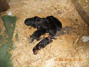Puii rottweiler de vanzare DETIN AMBII PARIMTI