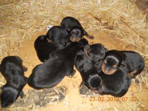 Puii rottweiler de vanzare DETIN AMBII PARIMTI