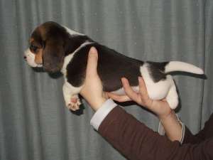 Vand catei Beagle cu Pedigree .