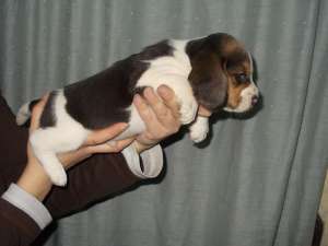 Vand catei Beagle cu Pedigree .