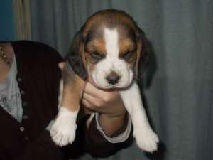 Vand catei Beagle cu Pedigree .