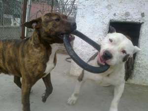 Vand amstaff!