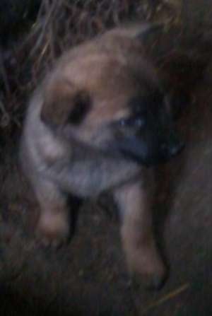 Vand catei ciobanesc belgian malinois . ptr Paza si Protectie. tel.0768269690.
